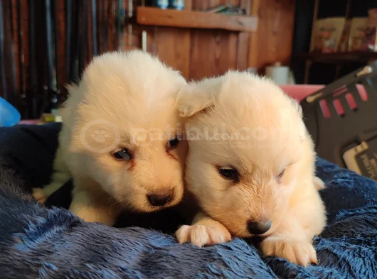 Burkem Çiftliğimizden Kar Topu Samoyed Yavrular görsel