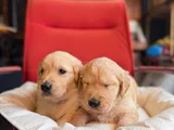Burkem Ailesinden Hayat Arkadaşı Golden Ret