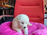 Burkem Çiftliğimizden Kar Topu Samoyed Yavrular