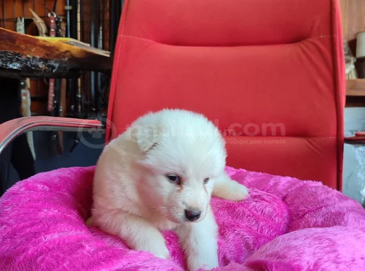 Burkem Çiftliğimizden Kar Topu Samoyed Yavrular görsel