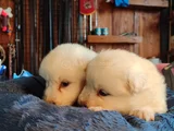 Burkem Çiftliğimizden Kar Topu Samoyed Yavrular