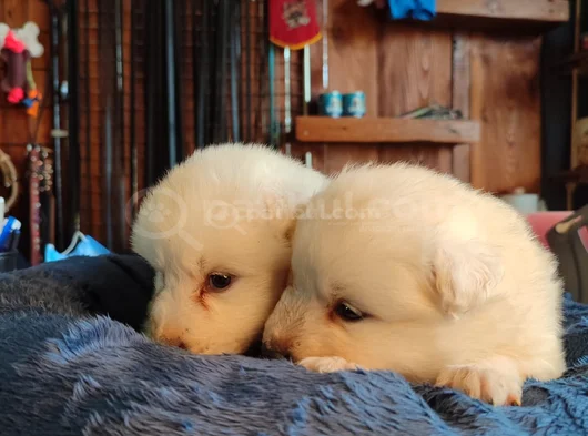 Burkem Çiftliğimizden Kar Topu Samoyed Yavrular görsel
