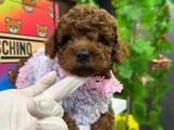Toy Poodle Ped Eği̇ti̇mli̇ Irk Ve Sağlik Garanti̇li̇