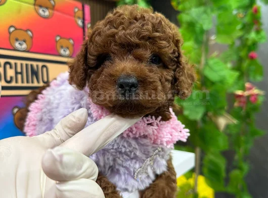 Toy Poodle Ped Eği̇ti̇mli̇ Irk Ve Sağlik Garanti̇li̇ görsel