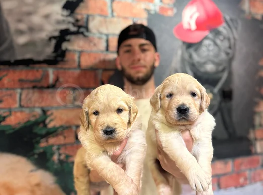 Burkem Ailesinden Hayat Arkadaşı Golden Ret