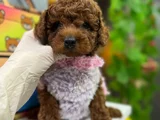 Toy Poodle Ped Eği̇ti̇mli̇ Irk Ve Sağlik Garanti̇li̇
