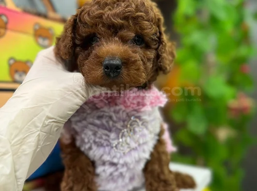 Toy Poodle Ped Eği̇ti̇mli̇ Irk Ve Sağlik Garanti̇li̇ görsel