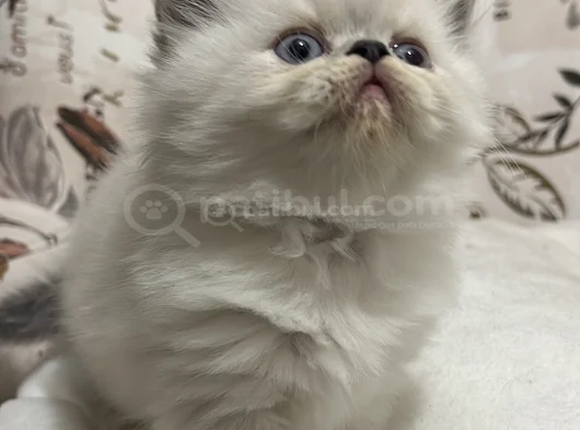 İran Egzoti̇k Long Hai̇r görsel