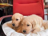 Burkem Ailesinden Hayat Arkadaşı Golden Ret