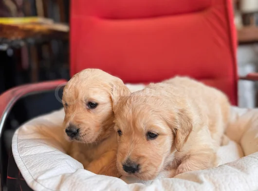 Burkem Ailesinden Hayat Arkadaşı Golden Ret görsel