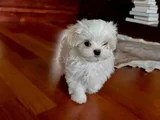 Korean Maltese Terrier Bebekler