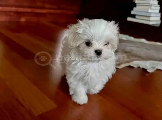 Korean Maltese Terrier Bebekler görsel