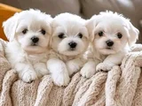 Korean Maltese terrier bebekler