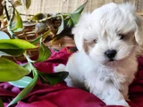 pamuk gibi maltese bebişler