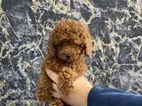 Kıvırcık Poodle Bebeğim Wc Eğitimli Ve Aşılıdır