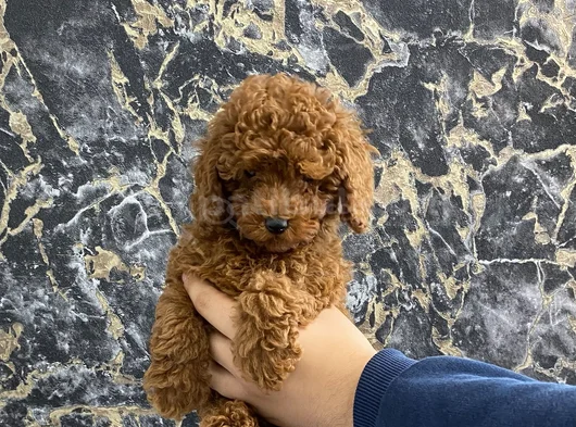Kıvırcık Poodle Bebeğim Wc Eğitimli Ve Aşılıdır görsel