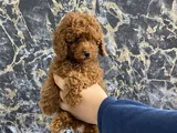 Kıvırcık Poodle Bebeğim Wc Eğitimli Ve Aşılıdır