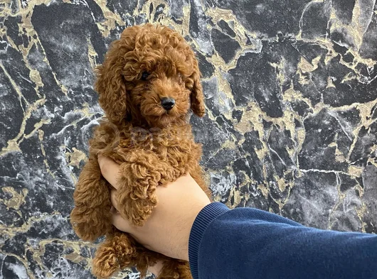 Kıvırcık Poodle Bebeğim Wc Eğitimli Ve Aşılıdır görsel