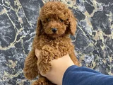 Kıvırcık Poodle Bebeğim Wc Eğitimli ve aşılıdır