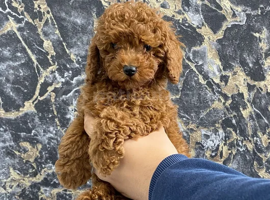 Kıvırcık Poodle Bebeğim Wc Eğitimli Ve Aşılıdır