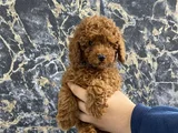 Kıvırcık Poodle Bebeğim Wc Eğitimli Ve Aşılıdır