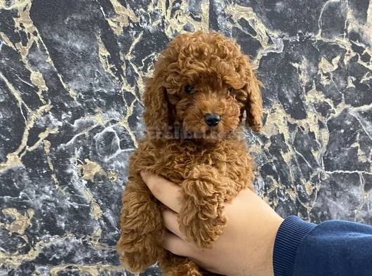 Kıvırcık Poodle Bebeğim Wc Eğitimli Ve Aşılıdır görsel
