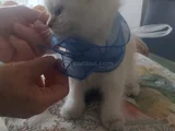 Blue Poınt Yavrular