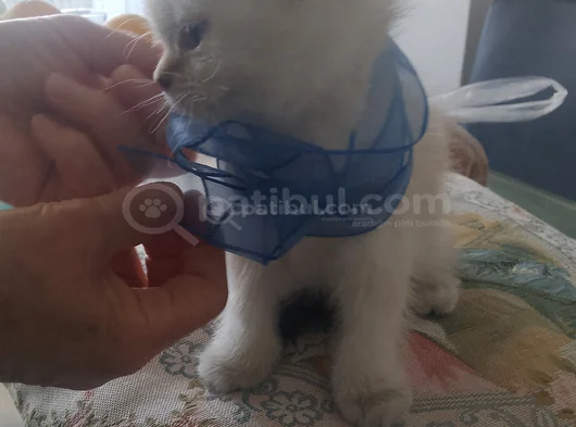 Blue Poınt Yavrular görsel