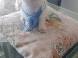 Blue Poınt Yavrular