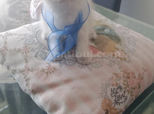 Blue Poınt Yavrular görsel