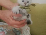 Blue Poınt Yavrular