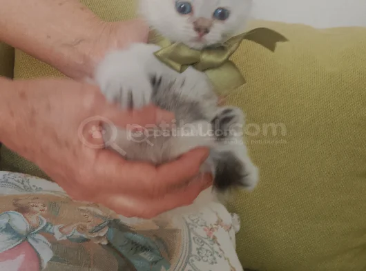 Blue Poınt Yavrular görsel