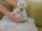 Blue Poınt Yavrular