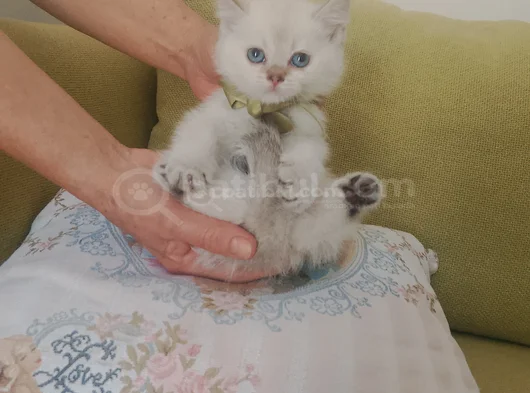 Blue Poınt Yavrular görsel