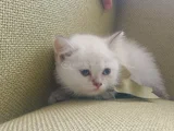 Blue poınt yavrular