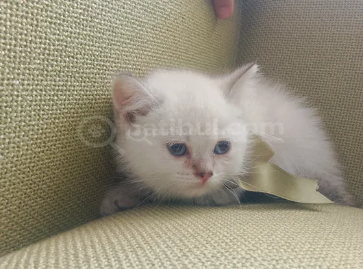 Blue Poınt Yavrular