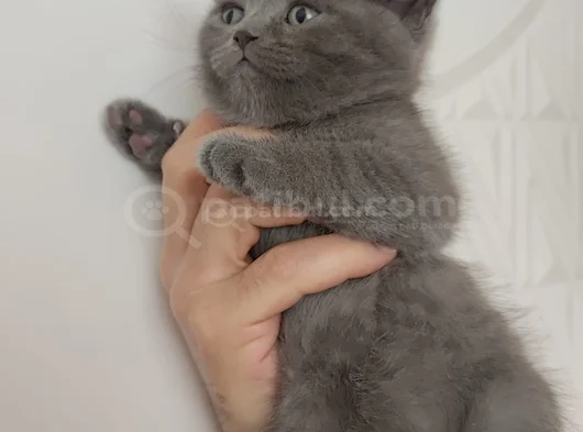 Sevi̇mli̇ Mi̇nnoş Tesli̇me Hazir görsel