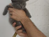 Sevi̇mli̇ Mi̇nnoş Tesli̇me Hazir