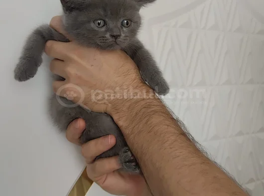 Sevi̇mli̇ Mi̇nnoş Tesli̇me Hazir görsel