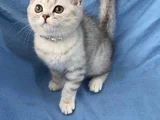 Silver Bebeğimiz Teslime Hazır