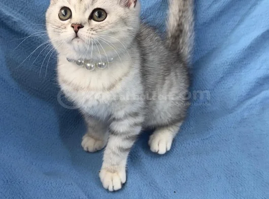 Silver Bebeğimiz Teslime Hazır görsel