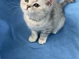 Silver bebeğimiz teslime hazır