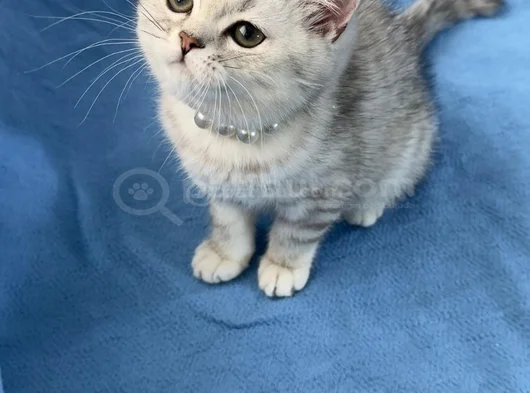 Silver Bebeğimiz Teslime Hazır