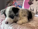 Bordercollie Yavrularımız