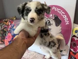 Bordercollie Yavrularımız