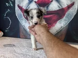 Bordercollie Yavrularımız