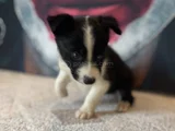 Bordercollie Yavrularımız