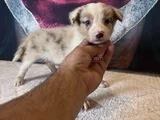 Bordercollie Yavrularımız