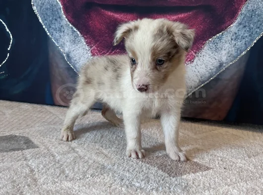 Bordercollie Yavrularımız görsel
