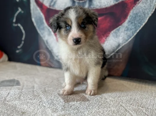 Bordercollie Yavrularımız görsel